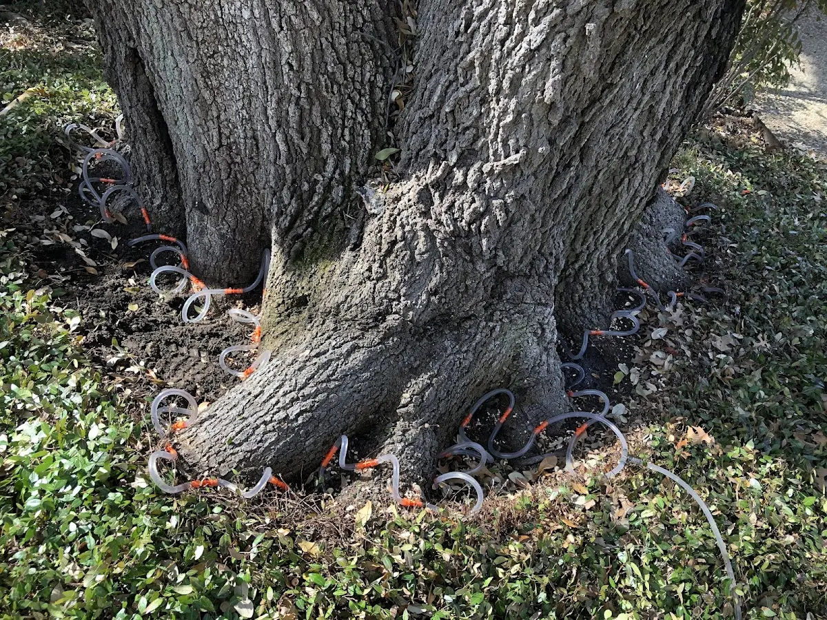 Detailed Tree Cabling and Bracing job site in Steinauer