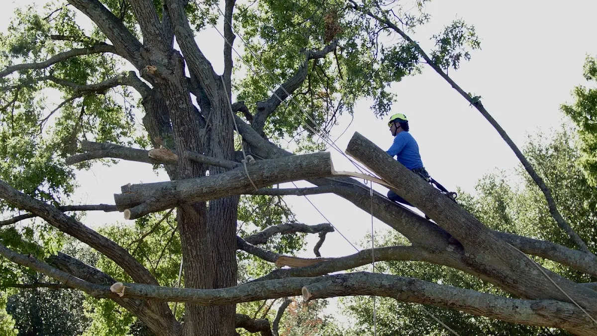 Professional Crown Thinning performed by certified arborists in Steinauer