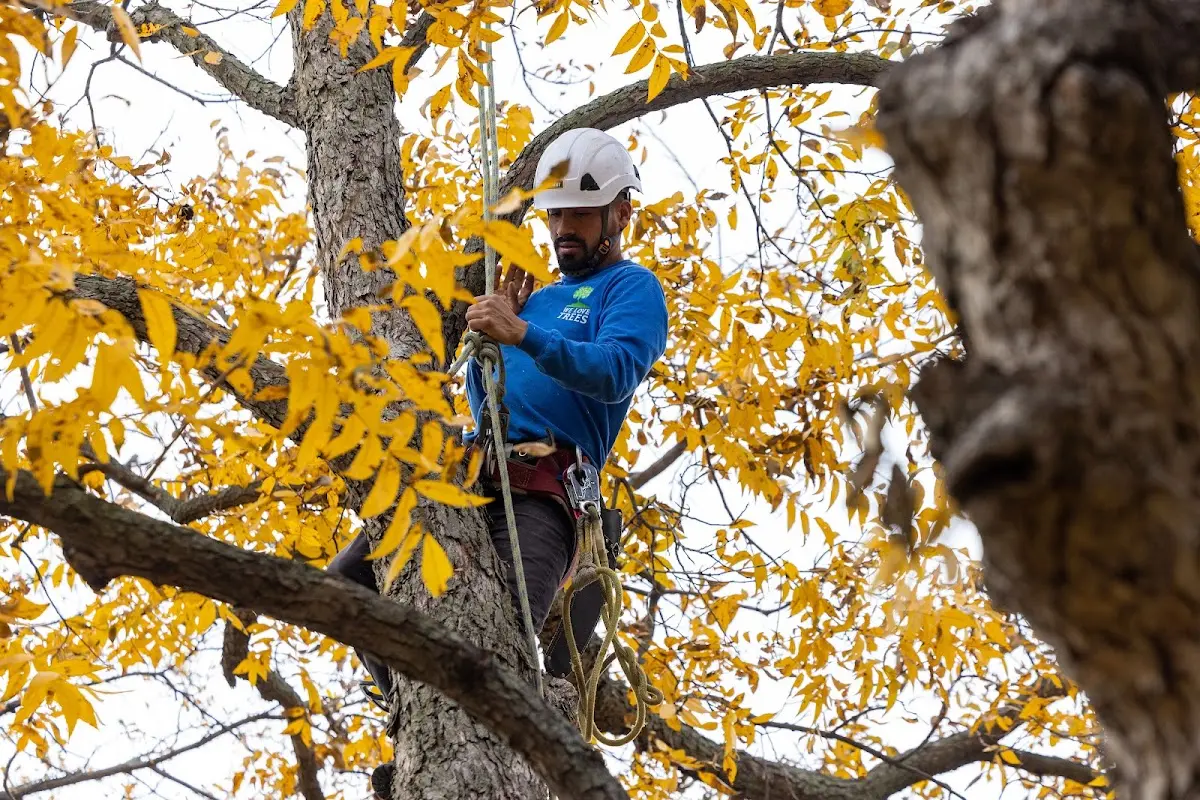 Skilled Tree Trimming crew working in Steinauer